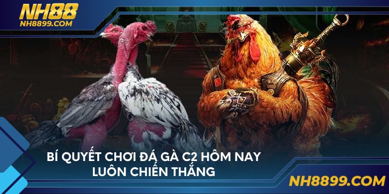 Bí quyết chơi đá gà c2 hôm nay luôn chiến thắng