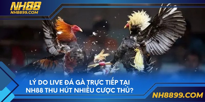 Lý do live đá gà trực tiếp tại NH88 thu hút nhiều cược thủ?